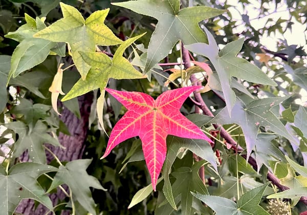 Autumn Preview